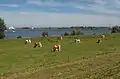 Panorama près de l'île de Maurik.