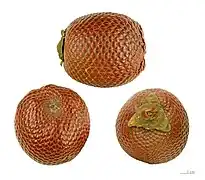 Mauritia flexuosa – Fruit.