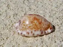 Une porcelaine (Mauritia histrio), échoué sur la plage.