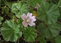 Mauve commune à tige non carrée