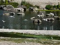 En aval du barrage de Mauzac.