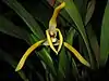 Maxillariinae: Maxillaria triloris