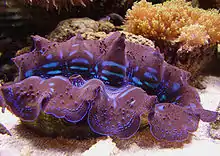 Bénitier géant posé sur le fond d'un aquarium. De la face ventrale dépasse le manteau violacé avec des marques bleus.