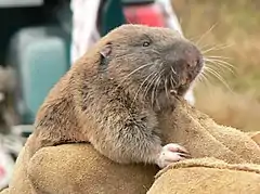 Description de l'image Mazama pocket gopher.jpg.