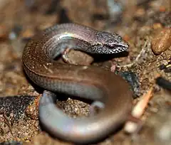 Description de l'image McCoys Skink (Nannoscincus maccoyi) (8578794925).jpg.