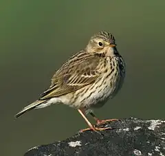 Anthus pratensisPipit farlouse