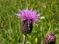 Fleur de Cirse d'Angleterre.