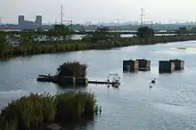 Blocs de béton au milieu d'un point d'eau. Plusieurs cygnes y nagent.