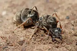 Une reine Iridomyrmex purpureus creusant une nouvelle colonie après son vol nuptial.