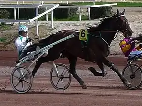 Meaulnes du Corta, trotteur français à Cagnes-sur-Mer