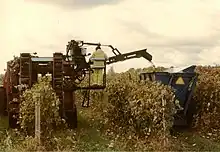 la photographie couleur montre une des premières machines à vendanger aux États-Unis. La machine n'a pas de godet et vide son raisin dans la benne d'un tracteur via un tapis roulant tout en avançant. Un opérateur situé face au tapis peut enlever les feuilles et morceaux de sarments.