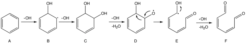 Hypothèse de mécanisme pour l'oxydation du benzène par les radicaux hydroxyle.