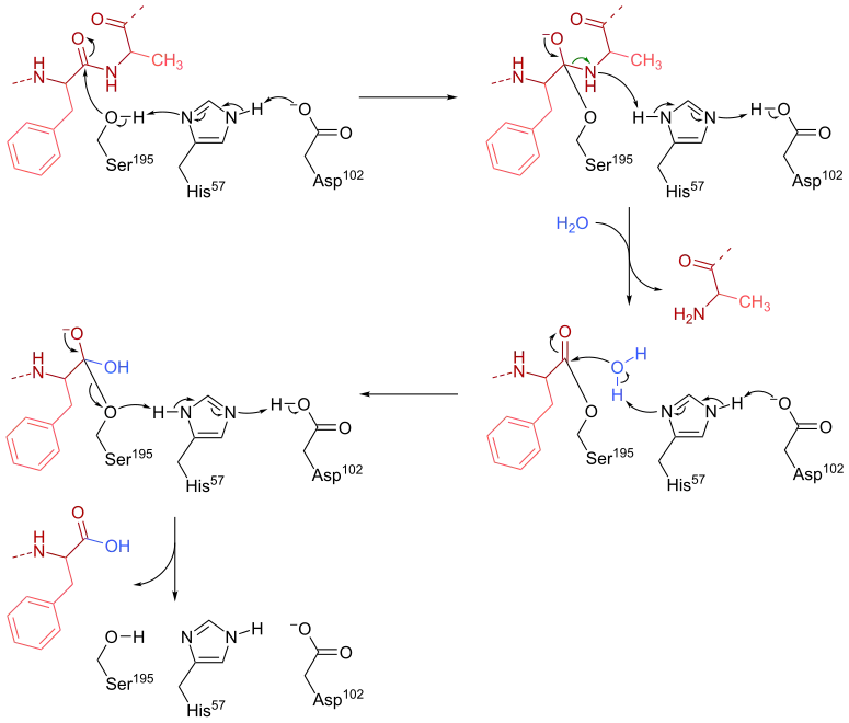 Mécanisme d'action de la chymotrypsine.