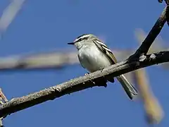 Description de l'image Mecocerculus calopterus - Rufous-winged Tyrannulet (cropped).jpg.