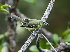 Description de l'image Mecocerculus minor - Sulphur-bellied Tyrannulet (cropped).jpg.