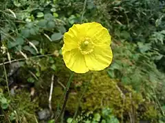 Meconopsis cambrica