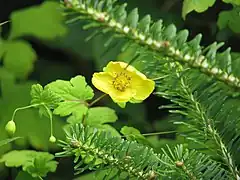 Description de l'image Meconopsis chelidoniifolia - Flickr - peganum (1).jpg.