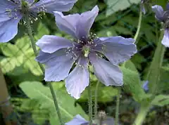 Meconopsis cambrica