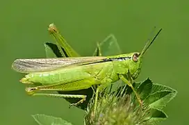 Insecte vert en gros plan, ressemblant à une sauterelle, sur une fleur verte.