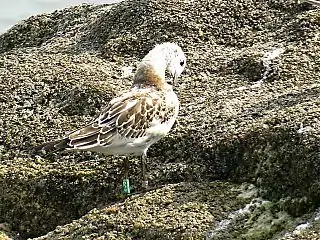 Mouette mélanocéphale juvénile.