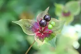 Medeola virginiana Linné. — Médéole de Virginie.