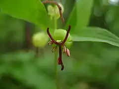 Fleur de Medeola virginiana
