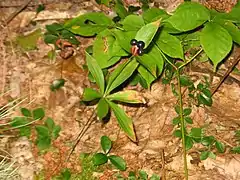 Description de l'image Medeola virginiana two tiered.jpg.