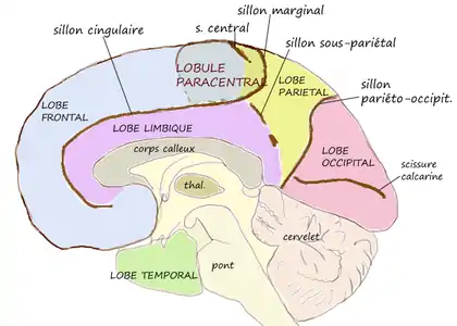 représentation en coupe de l'hémisphère droit du cerveau