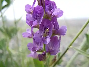Fleurs de luzerne cultivée (medicago sativa),  la colonne staminale est visible sur la fleur centrale.