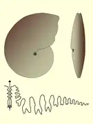 Medlicottia sp. (Prolecanitida).