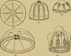 Description de l'image Medusae of the world (1910) (14595503297).jpg.