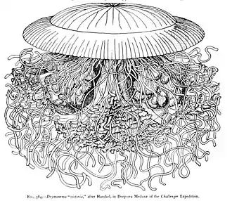 Dessin de Drymonema dalmatinum