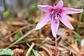 Erythronium dens-canis