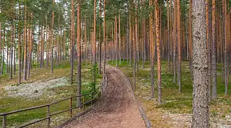 Photographie montrant un chemin en terre au milieu d'une forêt.