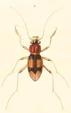 Description de l'image Megacephala_bifasciata.jpg.