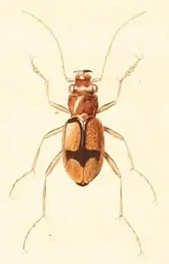 Description de l'image Megacephala cruciata.jpg.