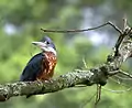 Martin-pêcheur à ventre roux (Megaceryle torquata)