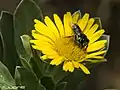 Megachile canariensis