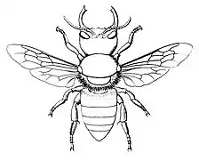 Femelle Megachile pluto (le labrum n'est pas visible).