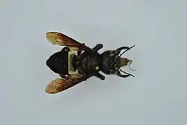 Megachile pluto collecté en février 1991 à Halmahera dans les Moluques du Nord.