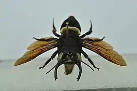 Megachile pluto dont les mandibules ouvertes montrent le labrum ; collecté en octobre 1953 au nord-ouest des îles Obi dans les Moluques.