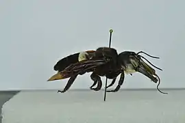 Megachile pluto collecté en février 1991 à Halmahera dans les Moluques du Nord.