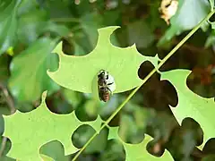 Abeille découpeuse de la luzerne (Megachile rotundata)