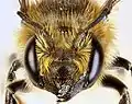 Megachile versicolor