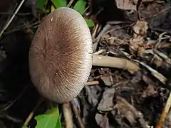 Megacollybia marginata