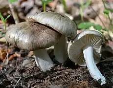 Megacollybia rodmanii