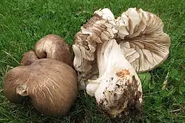 Megacollybia subfurfuracea