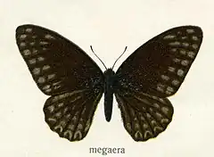 Description de l'image Megaera.jpg.
