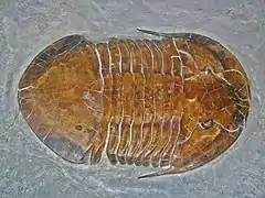 Trilobite