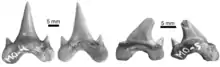 dents de Megalolamna paradoxodon